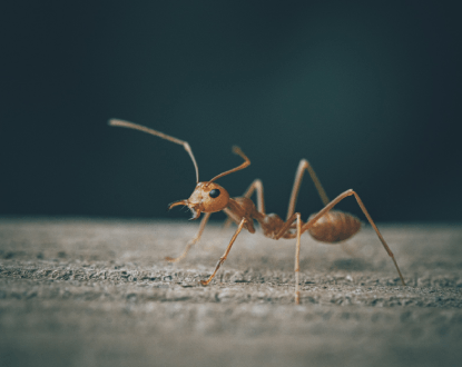 ANT EXTERMINATION
